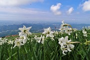 58 I narcisi sono rivolti verso il sole, dal monte guardano la pianura...